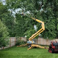 Best Commercial Tree Services  in Fairview, CA